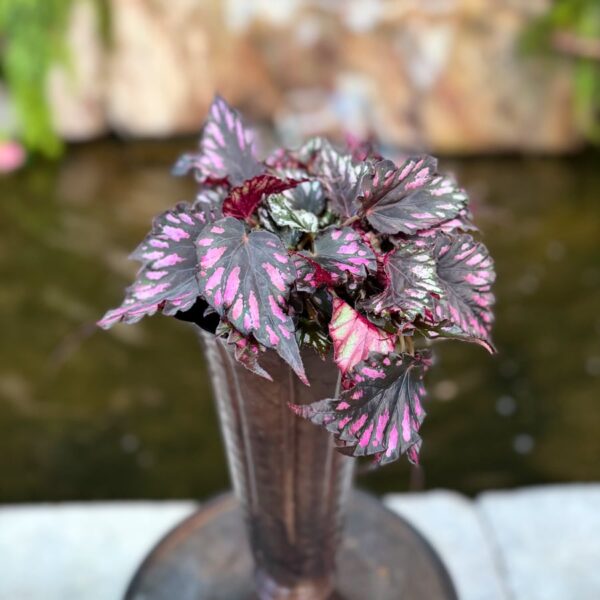 Begonia Rex 'Helen Teupel', vuxen planta