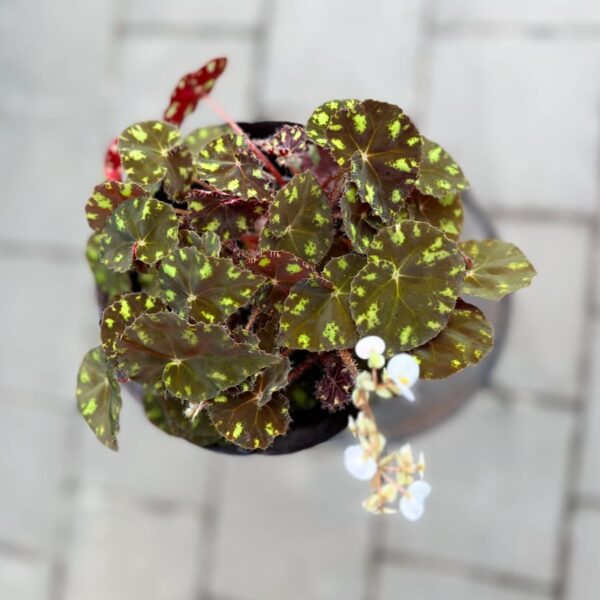 Begonia bowerae 'Tiger Paws', blommor