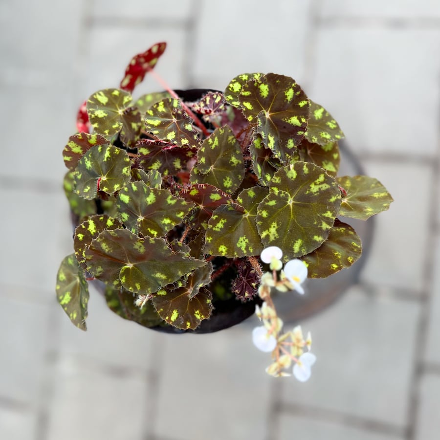 Begonia bowerae 'Tiger Paws', blommor