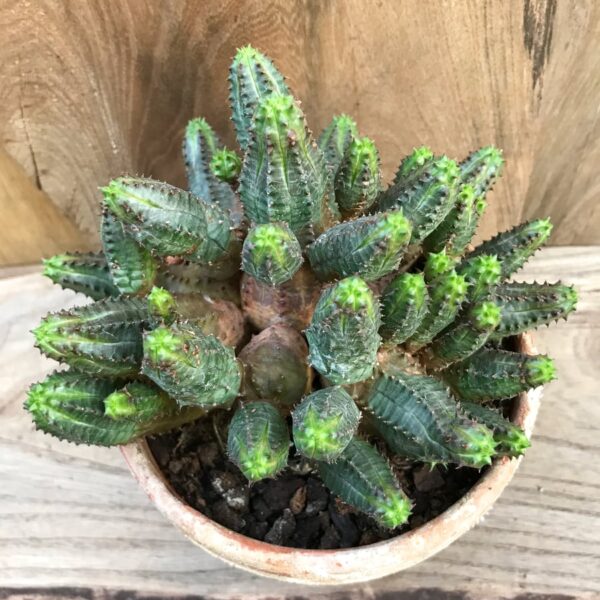 Euphorbia globosa x obesa, vuxen planta