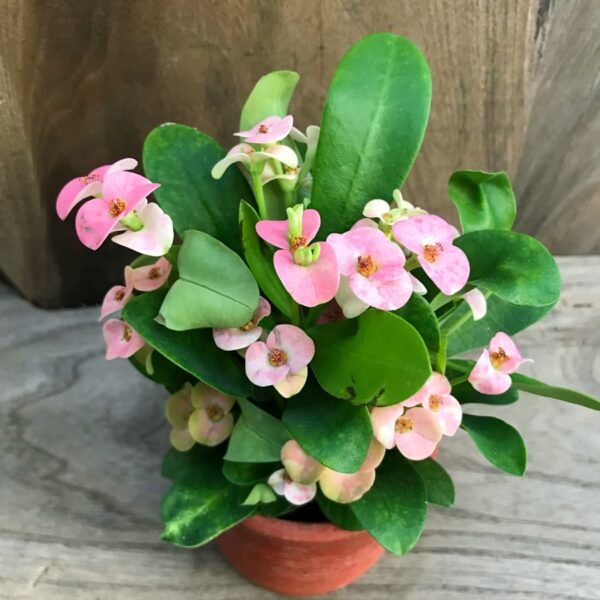 Euphorbia milii, rosa ung blommande planta