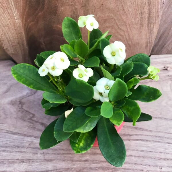 Euphorbia milii, vit ung blommande planta