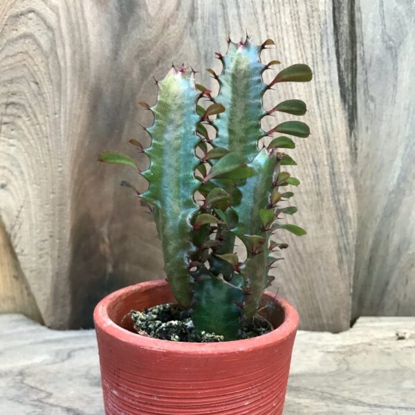Euphorbia trigona f. rubra, ung planta