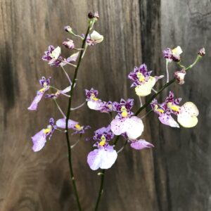 Ionocidium Popcorn-blommor