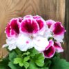 Pelargon grandiflorum 'Elegance Bravo', blommande
