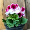 Pelargon grandiflorum 'Elegance Bravo', blommande
