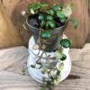 Peperomia Pepperspot, ung planta