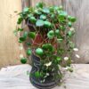 Peperomia Pepperspot, vuxen planta