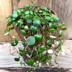 Peperomia Pepperspot, vuxen planta