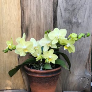 Phalaenopsis Geisha 'Yellow', blommande