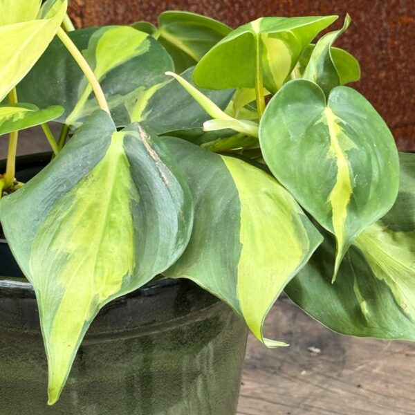 Philodendron hederaceum 'Brasil', blad