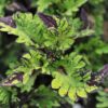 Coleus blumei 'Main Street Rodeo Drive'