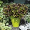 Coleus blumei 'Main Street Rodeo Drive' - Bild 2