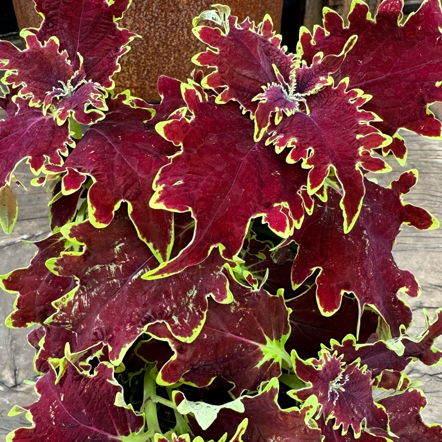 Coleus blumei 'Stained Glassworks Crown Jewel', blad