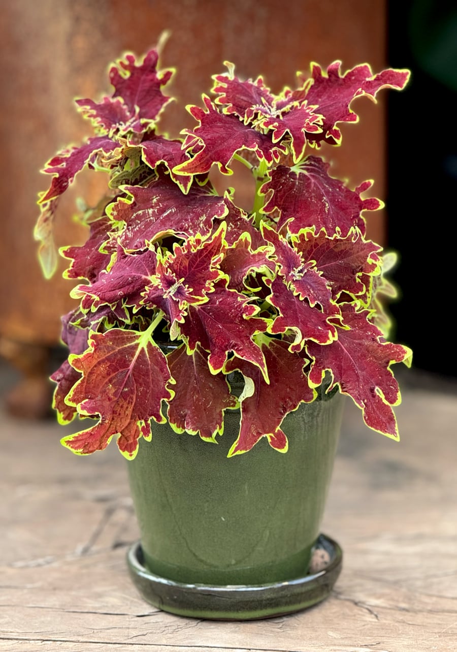 Coleus blumei 'Stained Glassworks Crown Jewel', planta