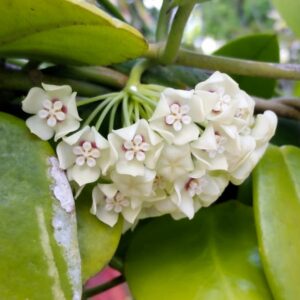 Hoya australis, blommor