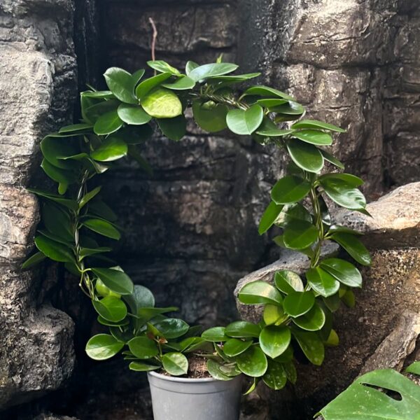 Hoya australis, vuxen planta bage