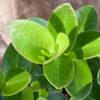 Hoya cumingiana, blad