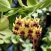 Hoya cumingiana