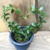 Hoya cumingiana, på hjärtspalje
