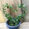 Hoya cumingiana, på hjärtspalje