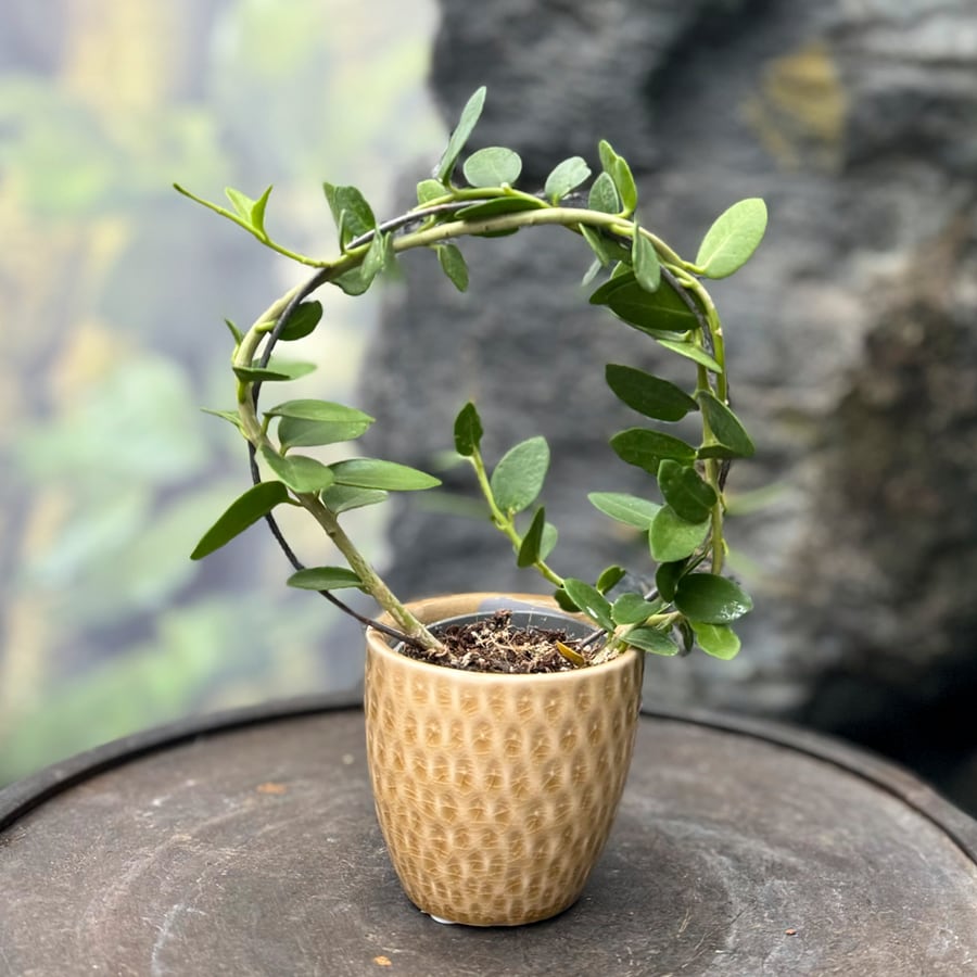 Hoya cumingiana, ung planta, med båge