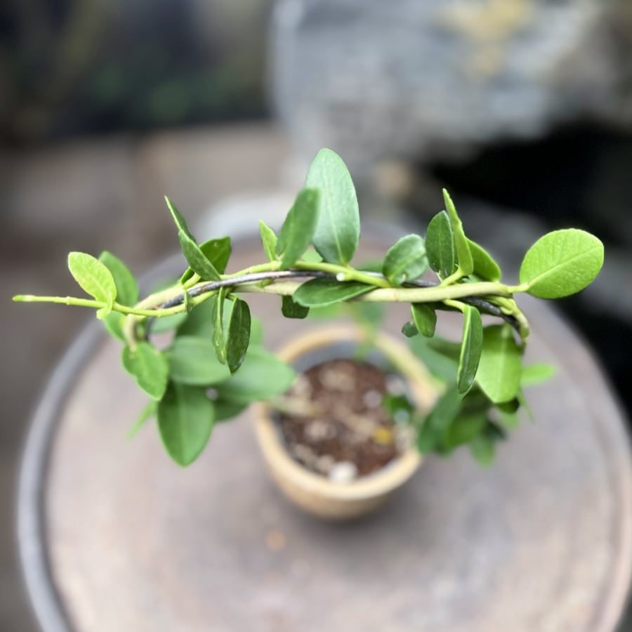 Hoya cumingiana, ung planta, blad
