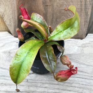 Nepenthes Bloody Mary, planta med två kannor