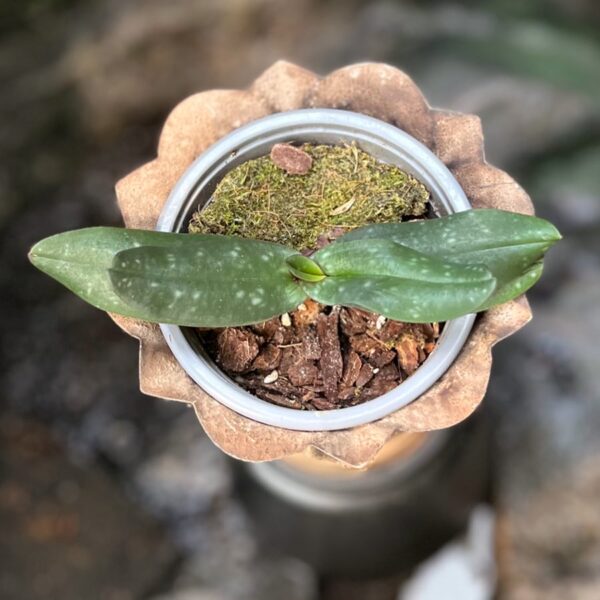 Paphiopedilum godefroyae, ung planta