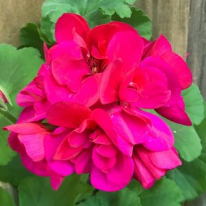 Pelargon Calliope Purple