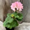 Pelargon Queen Guinevere, planta