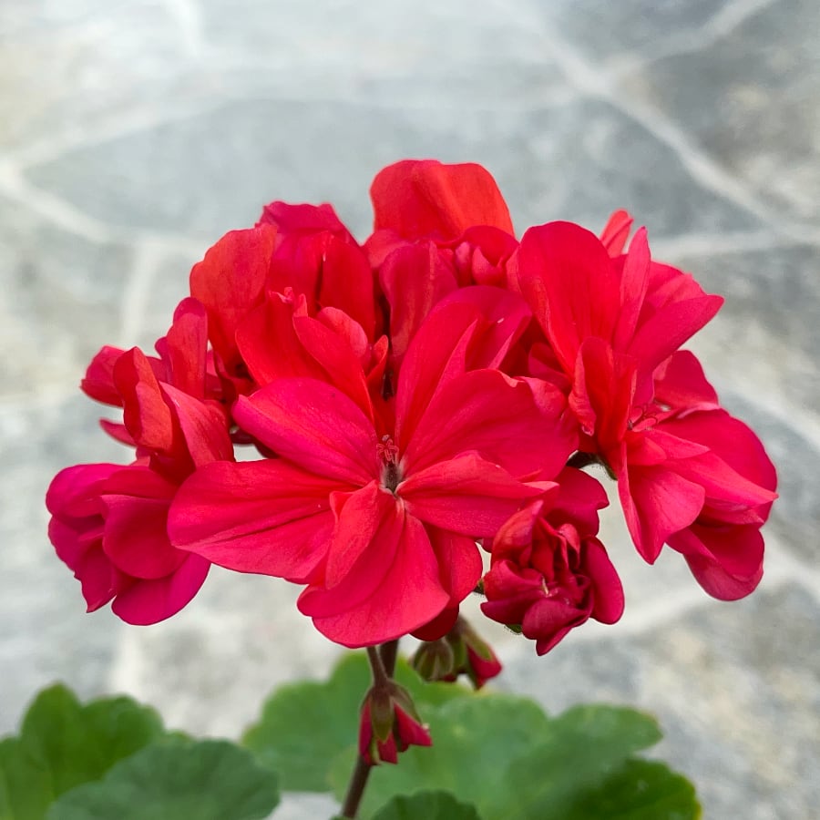 Pelargon Rose Beauty