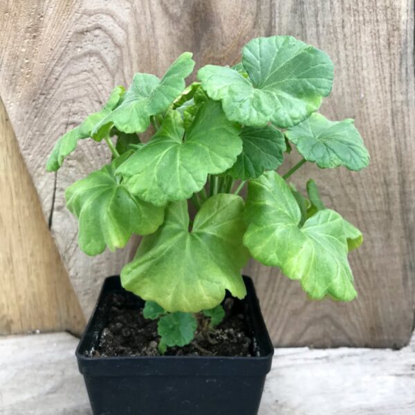 Pelargon Venus, planta