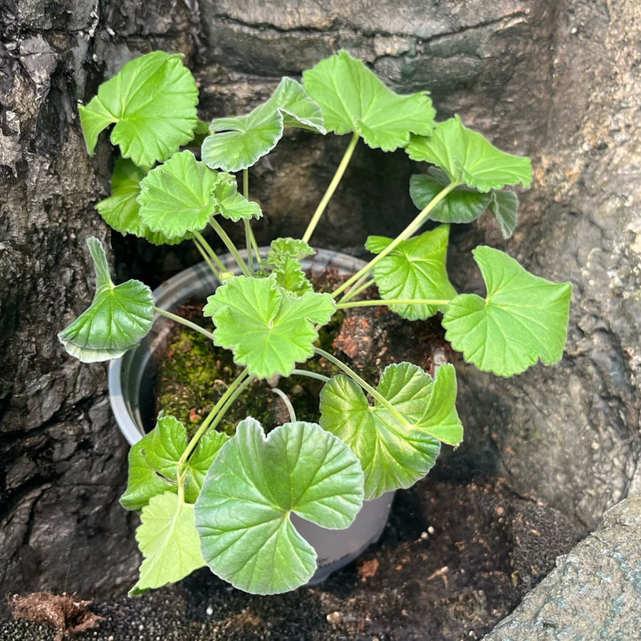 Pelargon sidoides, stickling