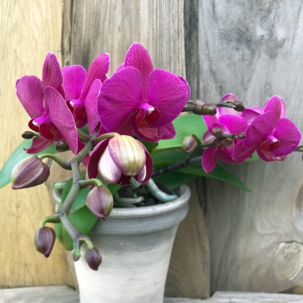 Phalaenopsis Geisha 'Purple'