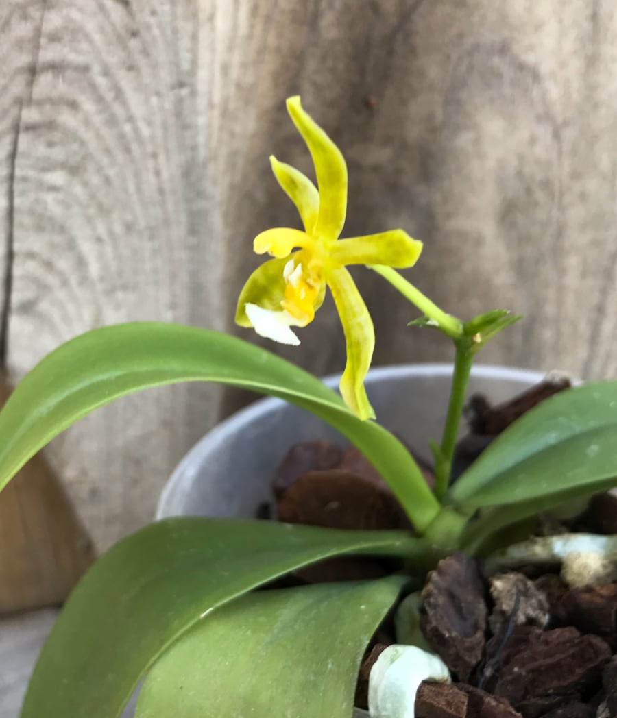 Phalaenopsis mannii, flava, blommande planta