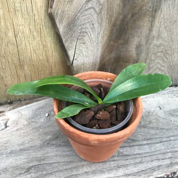 Phalaenopsis mannii, flava, planta
