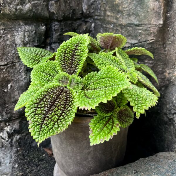 Pilea involucrata 'Moon Valley', vuxen planta