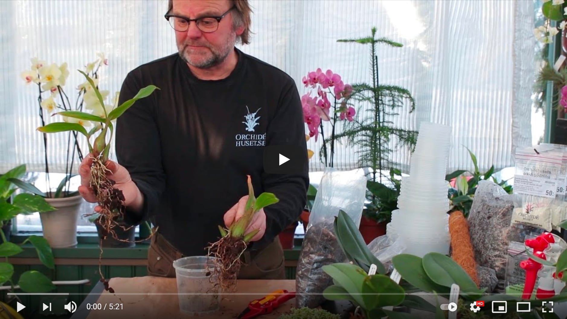 Videostillbild, omplantering av orkidéer med tunna rötter