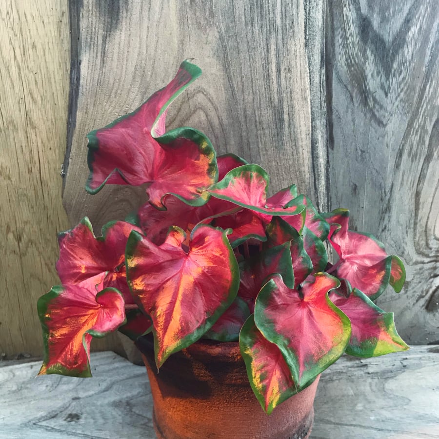 Caladium bicolor, variant två