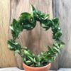 Hoya carnosa, compacta på båge