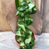 Hoya carnosa, compacta
