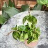 Hoya carnosa, compacta, större ung planta