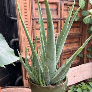 Aloe vera, extra stor planta