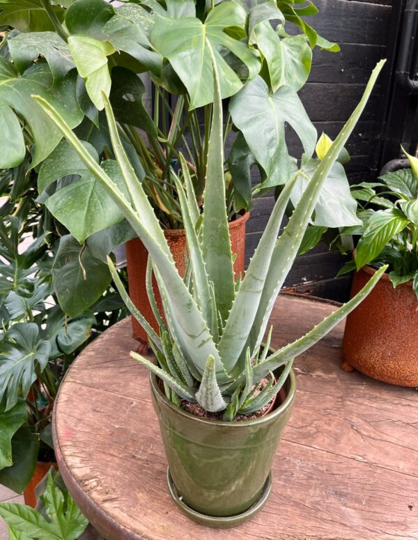 Aloe vera, extra stor planta
