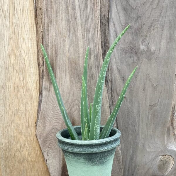 Aloe vera, större ung planta