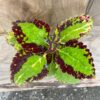 Coleus blumei 'Cracklin Rosie'