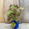 Coleus blumei 'Cracklin Rosie', planta