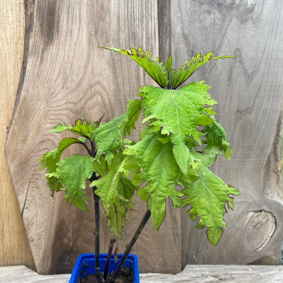 Coleus blumei 'Crocodile' (rysk), planta Coleus blumei 'Crocodile' (rysk), planta