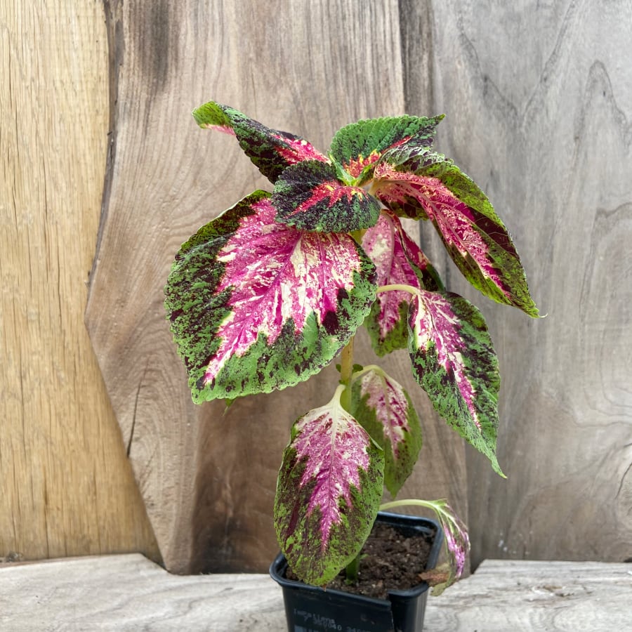 Coleus blumei 'Mist Watership Down', planta Coleus blumei 'Mist Watership Down', planta